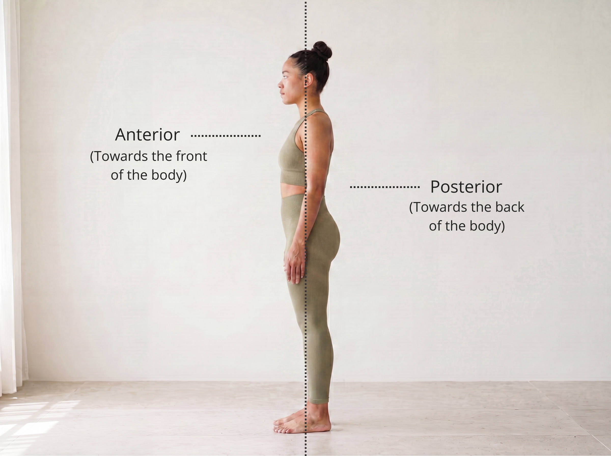 Anterior and posterior directions labelled on a standing figure — anterior is the front surface, posterior is the back surface
