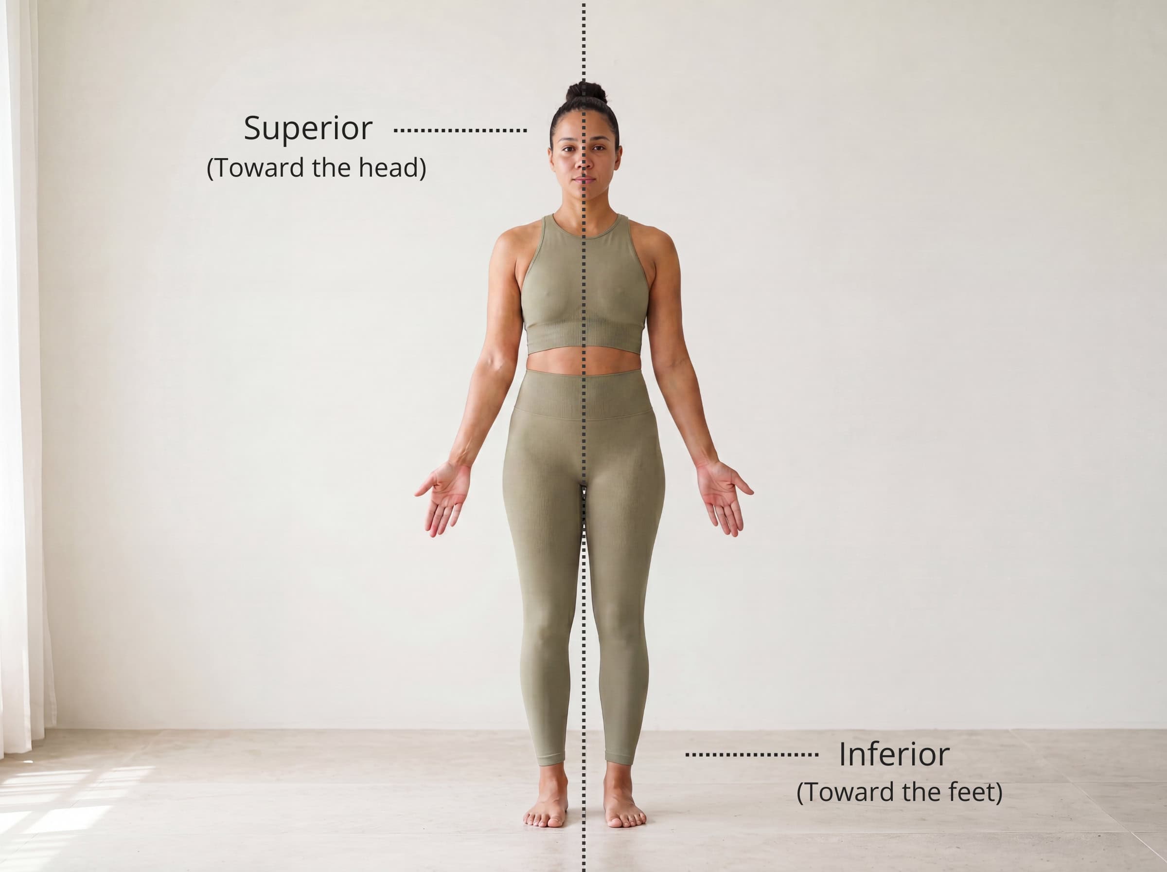 Superior and inferior directions labelled on a standing figure — superior toward the head, inferior toward the feet