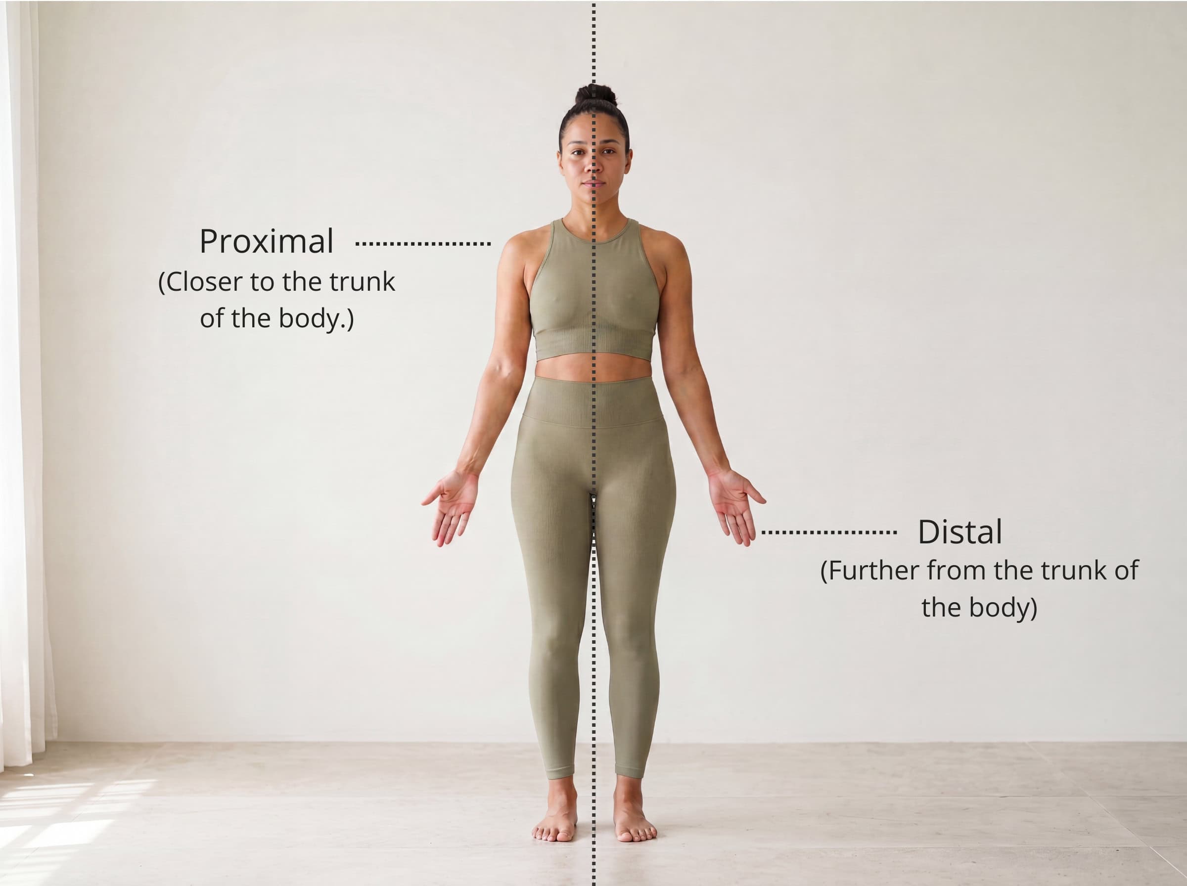 Proximal and distal directions labelled — proximal is closer to the trunk, distal is further from the trunk