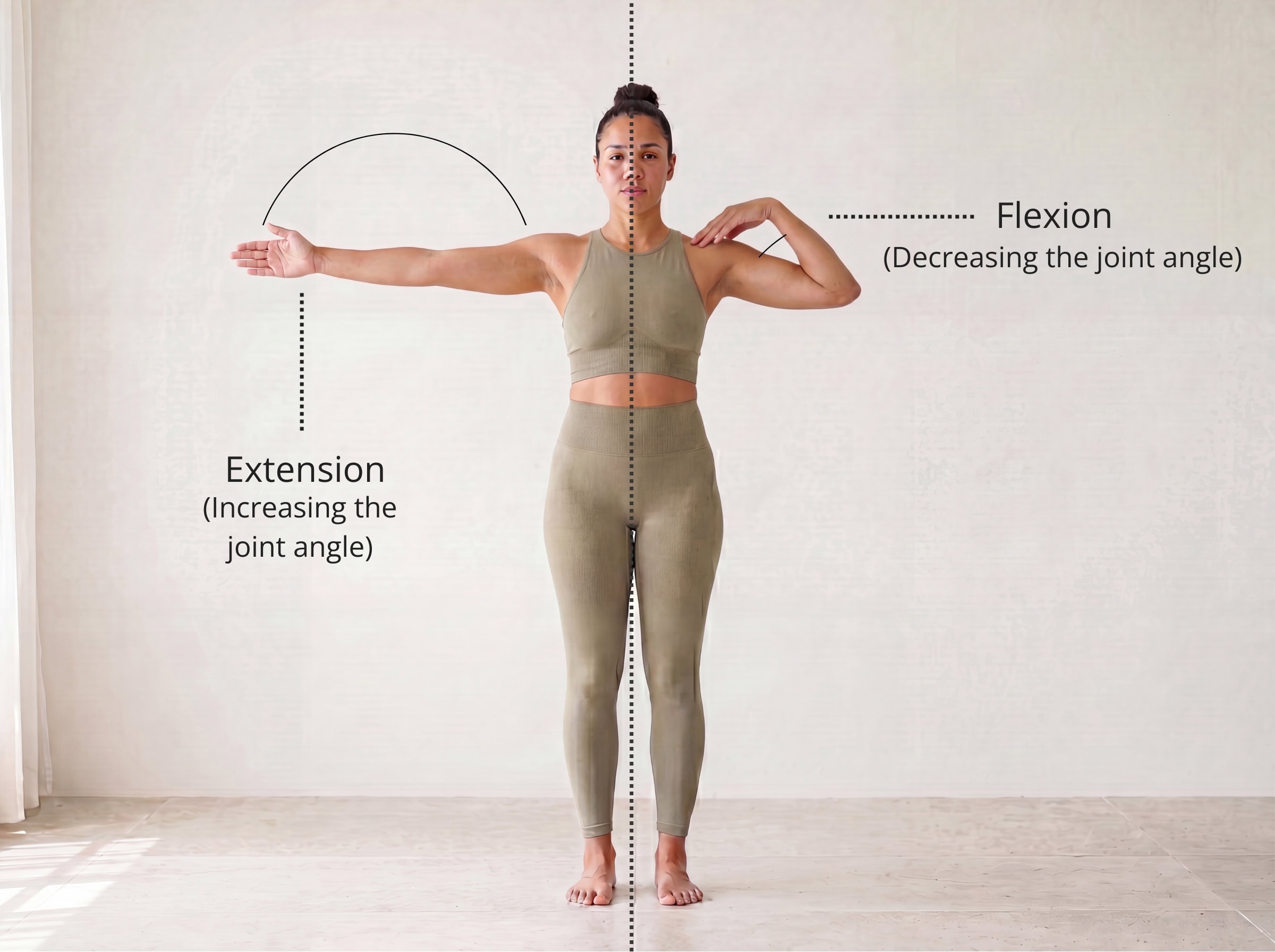 Flexion and extension at a joint — flexion decreases the joint angle, extension increases it, shown at the hip and knee