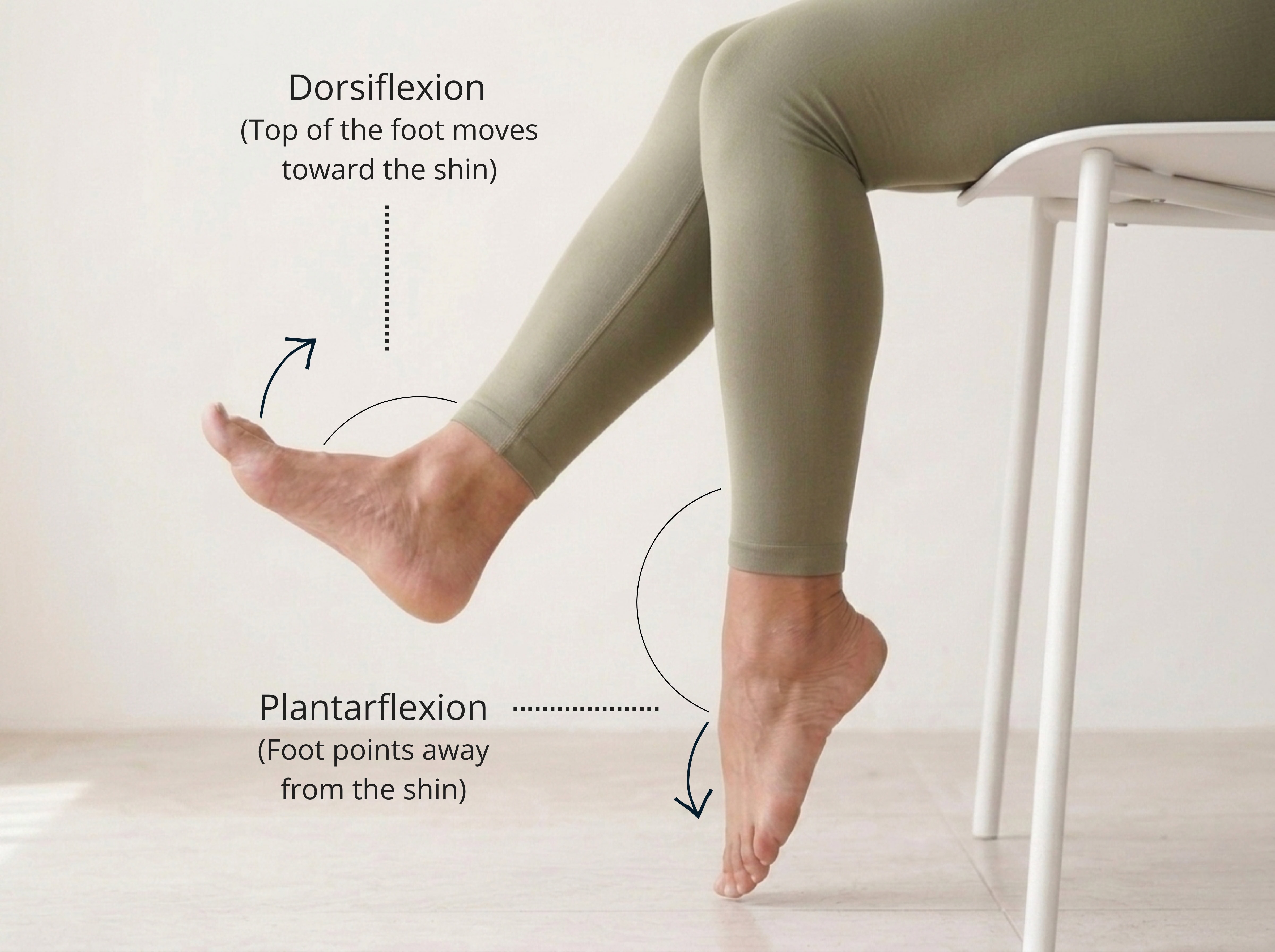 Dorsiflexion — the top of the foot draws toward the shin. Plantarflexion — the foot points away from the shin.